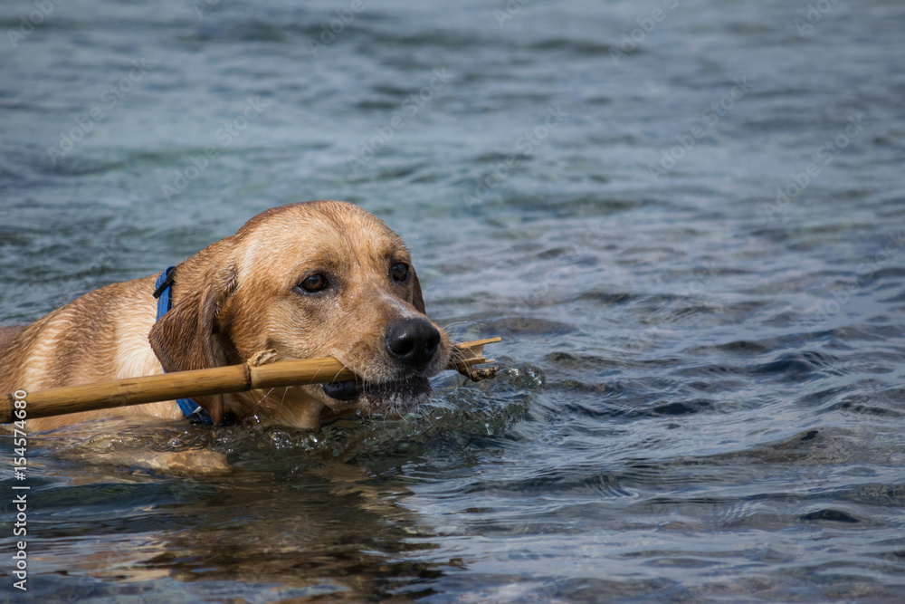 Labrador brings back the stick from the sea