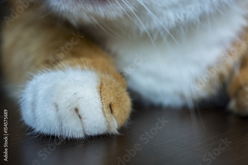 Cat paw 