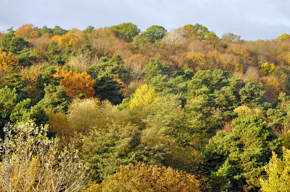 Panoramic view of autumn deciduous forest with orange, yellow and green trees. Panoramic view of autumn deciduous forest with orange, yellow and green trees.