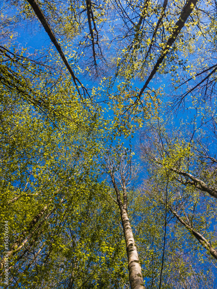 Fototapeta premium Zurich Silhwald Forest