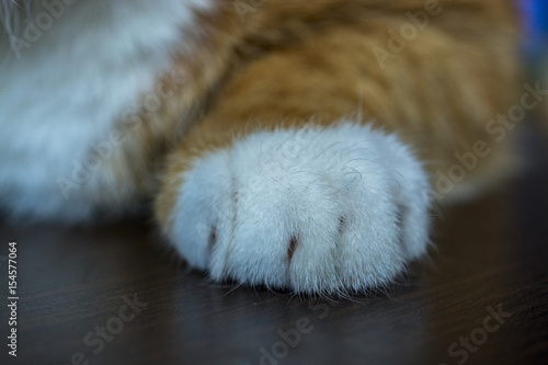 Cat paw  © shymar27
