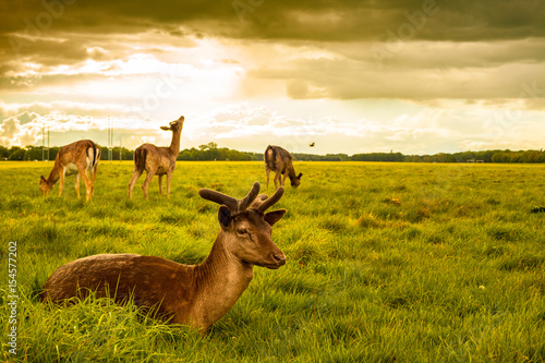 Canvas Print Brown Deer Laying on Grass at Phoenix Park, Dublin