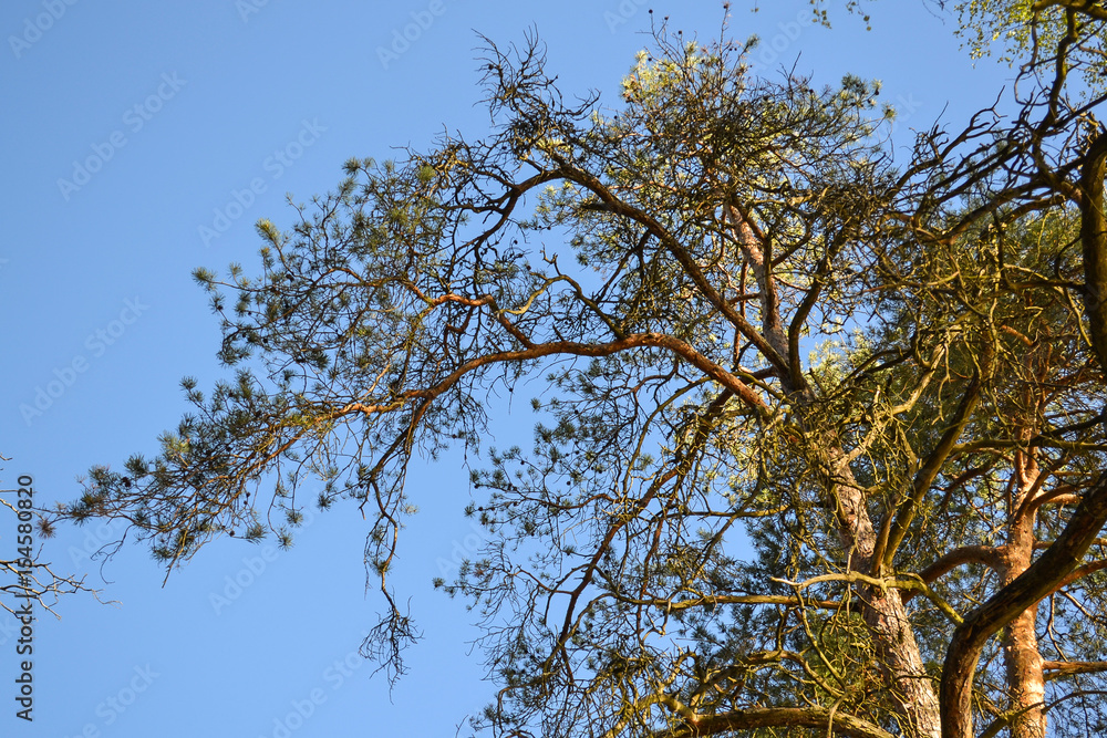 Big branched old pine on blue sky background Big branched old pine on blue sky background