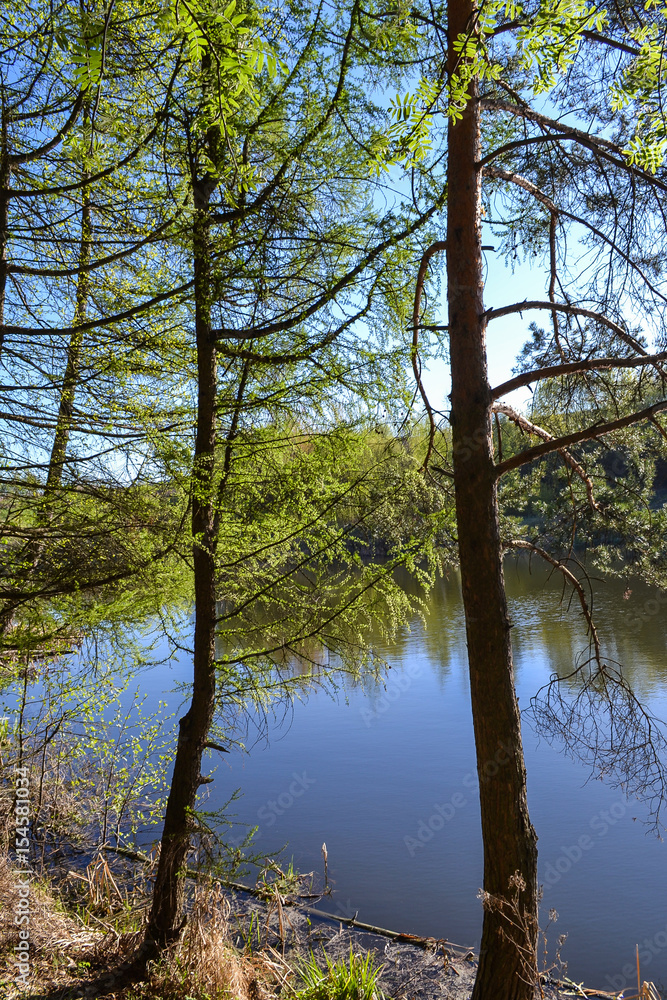 Obraz premium The shore of the lake in the forest. Trees above the water. Sunny day.