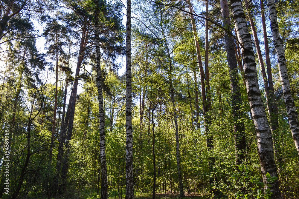 High birch trees in the forest. Russian forest. Moscow region High birch trees in the forest. Russian forest. Moscow region