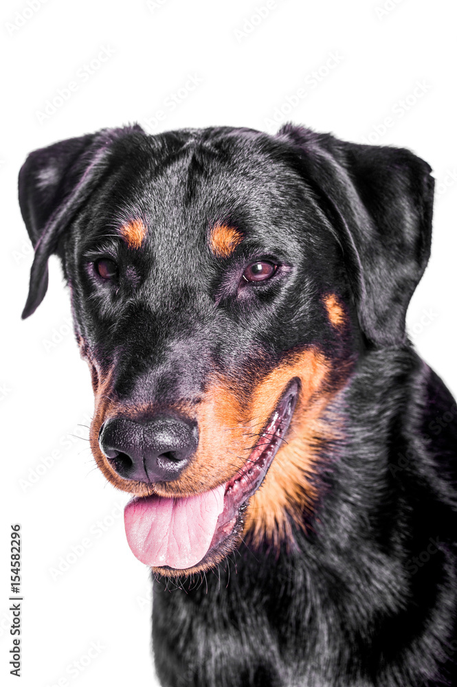 Beauceron French Shepherd Beauceron French Shepherd