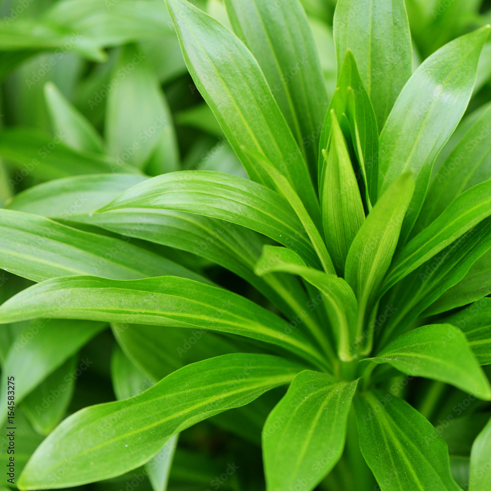 Fototapeta premium Green plant in the garden closeup