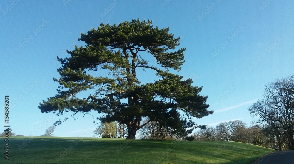 Fototapeta premium Strong tree