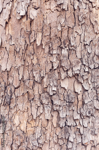 wood or bark texture, filter effect