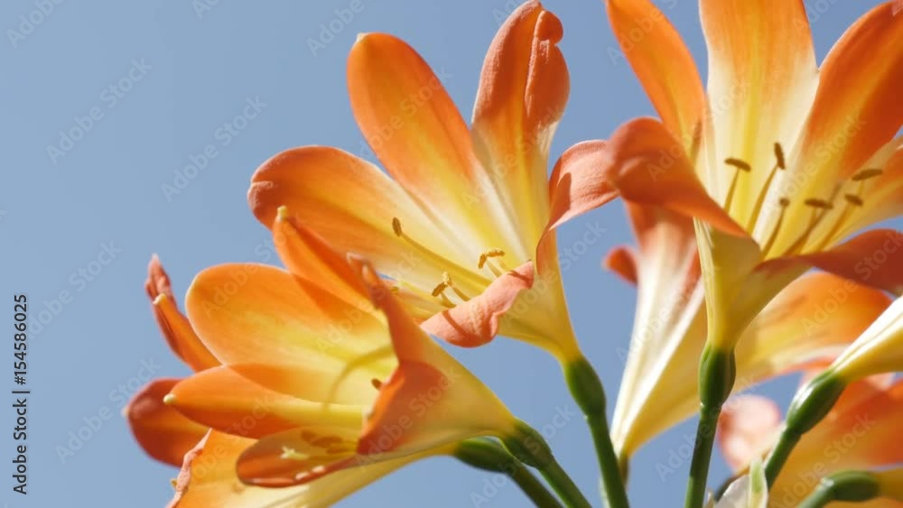 Clear blue sky and Clivia miniata plant bulbs 4K 2160p 30fps UltraHD