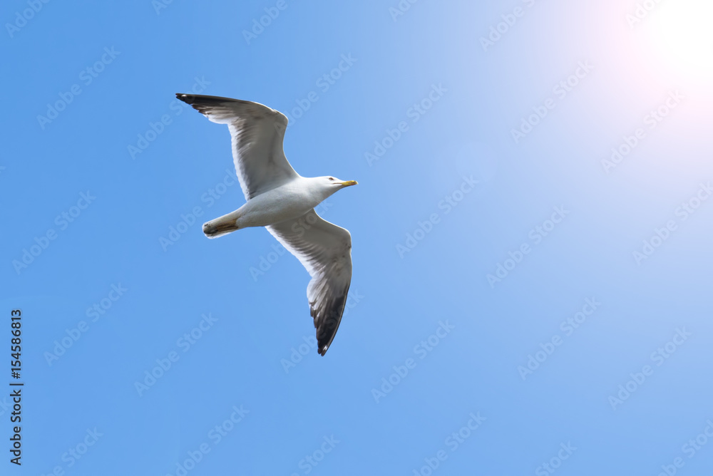 Seagull flying above the ocean Seagull flying above the ocean