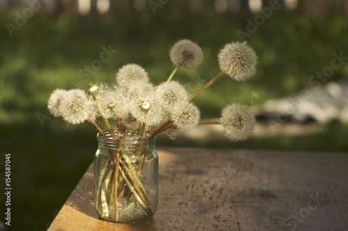 A bouquet of fluffy and yellow dandelions in the bank
