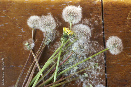 A bouquet of fluffy and yellow dandelions in the bank

