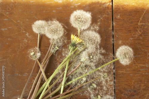 A bouquet of fluffy and yellow dandelions in the bank

