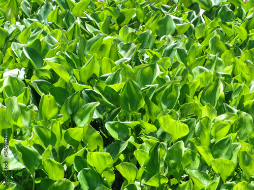 Water hyacinth