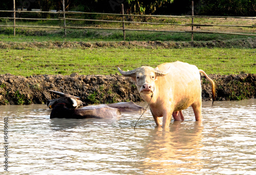 White and black buffalo in the pond