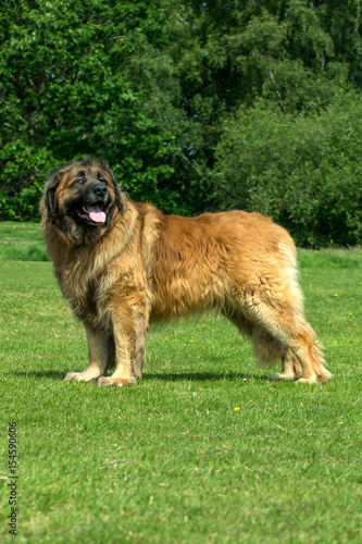 A portrait of a Leonberger in a field photo