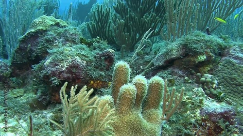 Fish on the reef in Caribbean sea photo