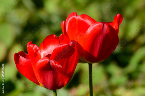 Obraz na płótnie Tulip flower w salonie
