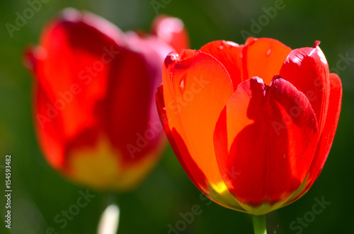 Tulip flower