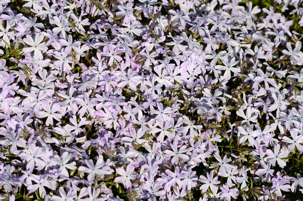 Background with purple flowers