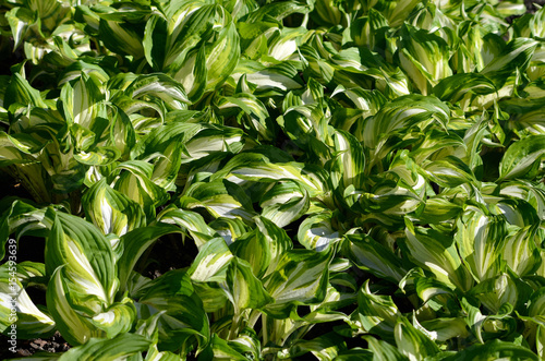 Obraz na płótnie Background with green and white leaves w salonie