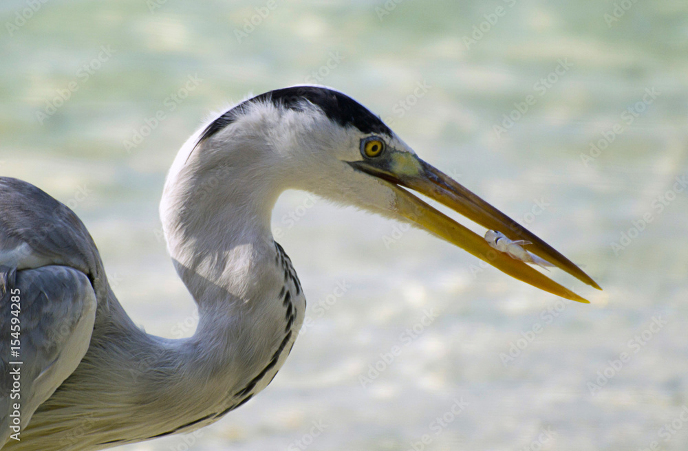 Heron on hunt