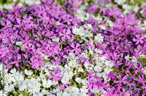 Obraz na płótnie Background with purple flowers w salonie