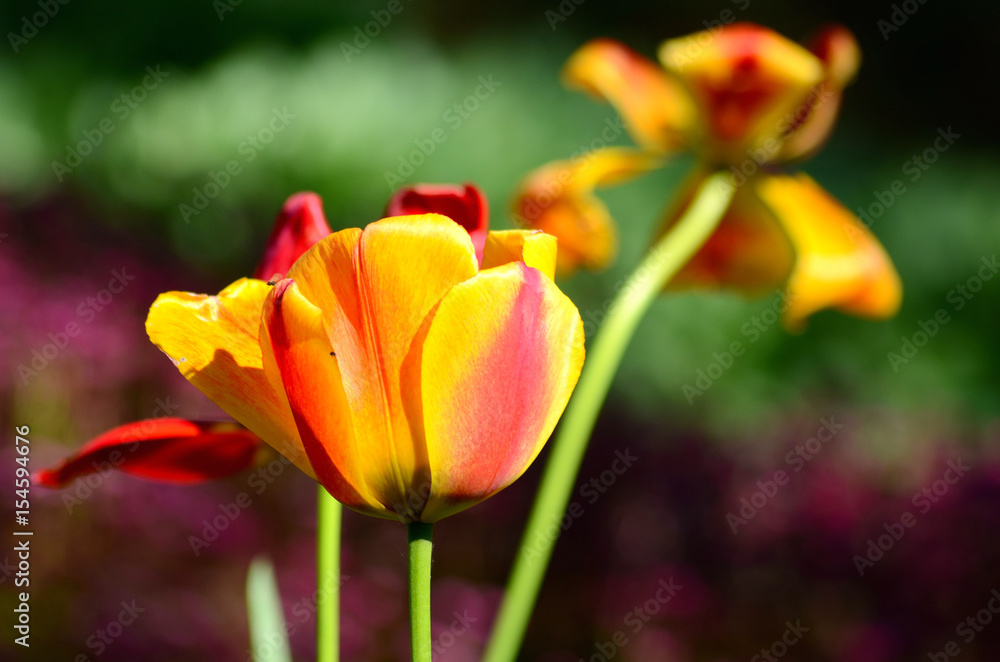 Tulip flower