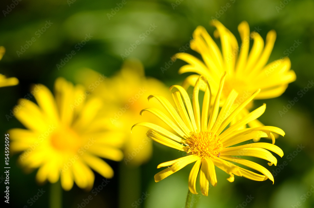 Yellow flower