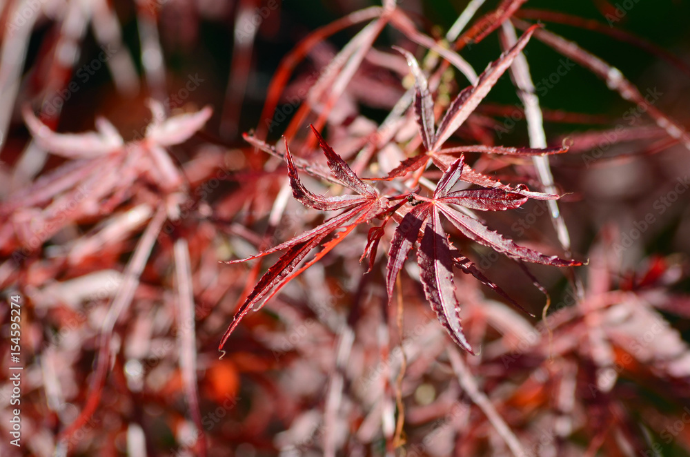 Background with red leaves
