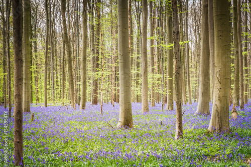 Hallerbos Wald in Belgien