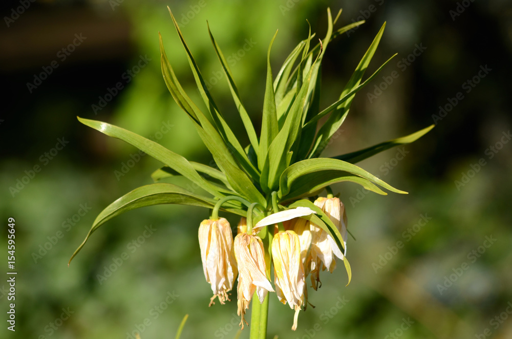 Crown imperial (Fritillaria imperialis)