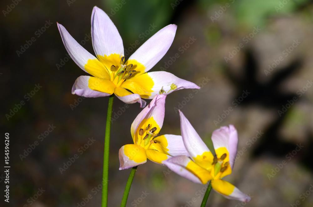 Purple-yellow flower on dark background