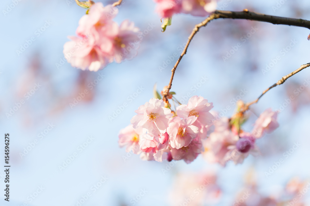 Pink Cherry Blossoms Sakura against Clear Blue Sky Pink Cherry Blossoms Sakura against Clear Blue Sky