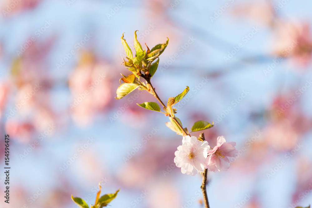 Pink Cherry Blossoms Sakura against Clear Blue Sky Pink Cherry Blossoms Sakura against Clear Blue Sky