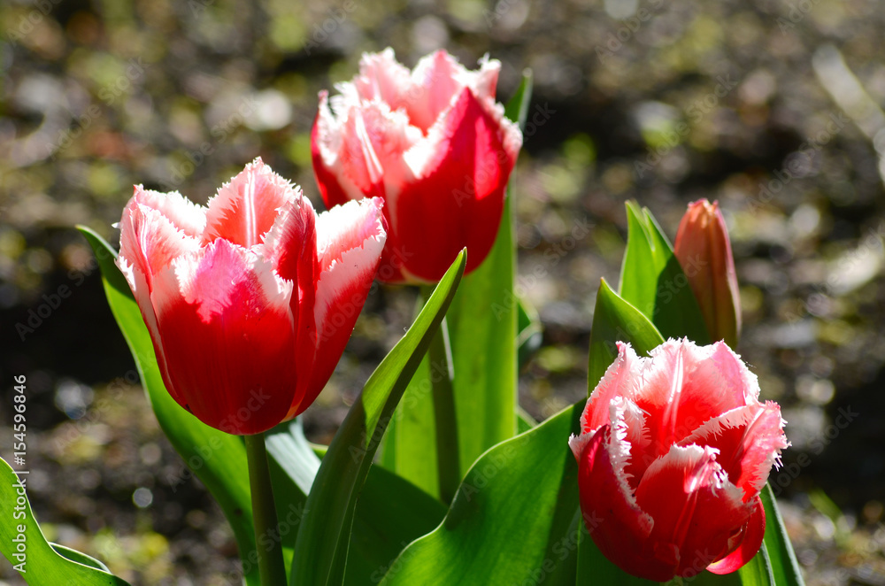 Tulip flower