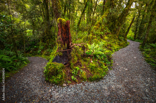 Track at Lake Marian fall located in the Fiordland National Park, Milford sound, New Zealand photo