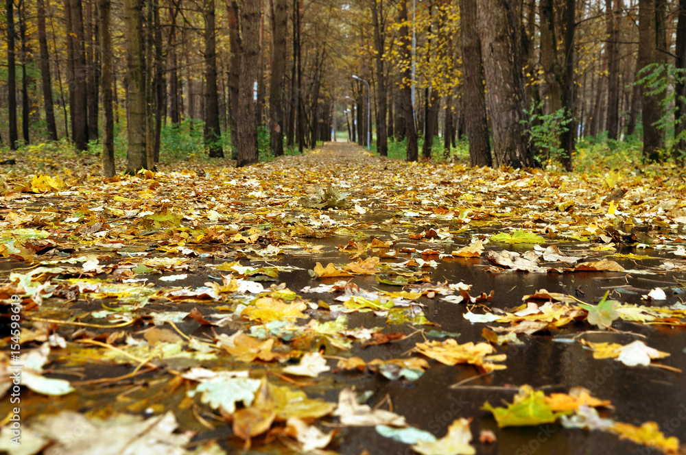 Autumn trail. Wet asphalt with yellow maple leaves in pine forest in perspective. Look from below, selective focus. Autumn trail. Wet asphalt with yellow maple leaves in pine forest in perspective. Look from below, selective focus.