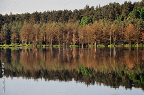 Beach flooded with dry pine forest reflected in the river.