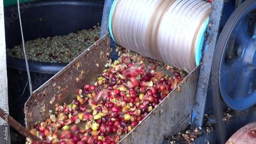 Peeler Raw coffee beans.