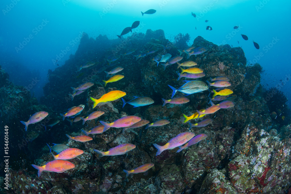 Fototapeta premium Scool of fishes
