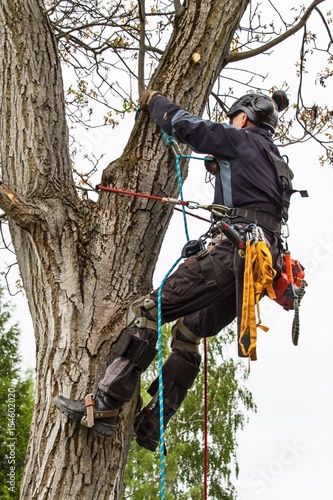 Arborist using a chainsaw to cut a walnut tree. Lumberjack with saw and harness pruning a tree. © martinfredy