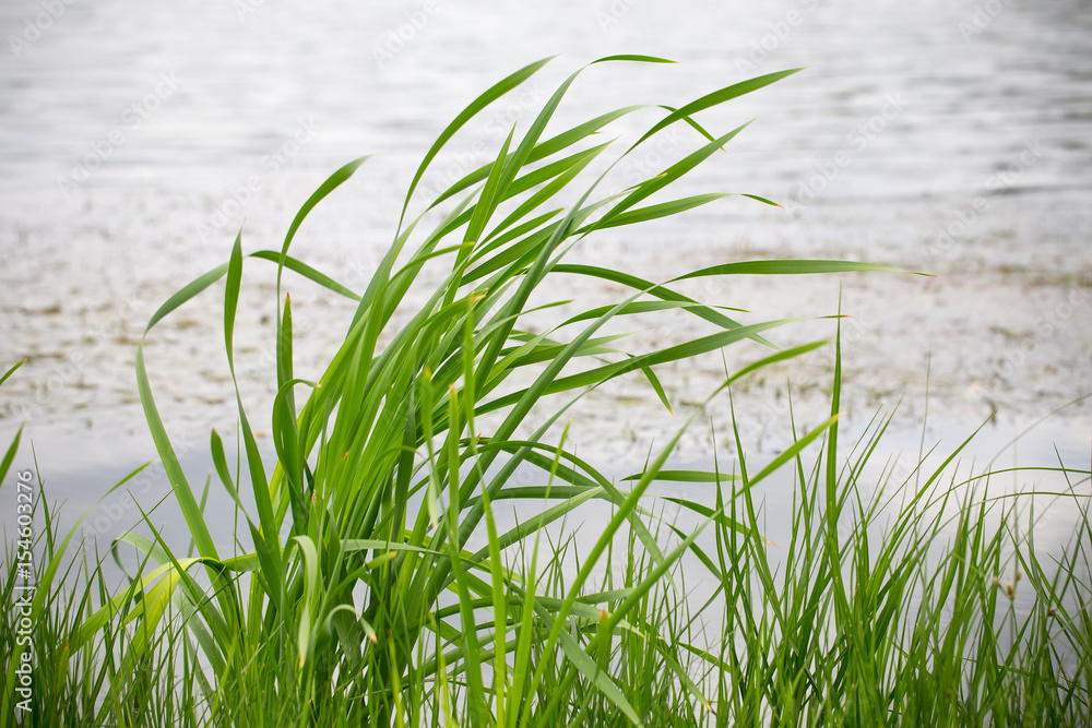 Obraz premium Fresh green reed.