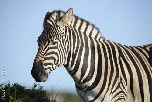 Plains Zebra in Addo Elephant National Park