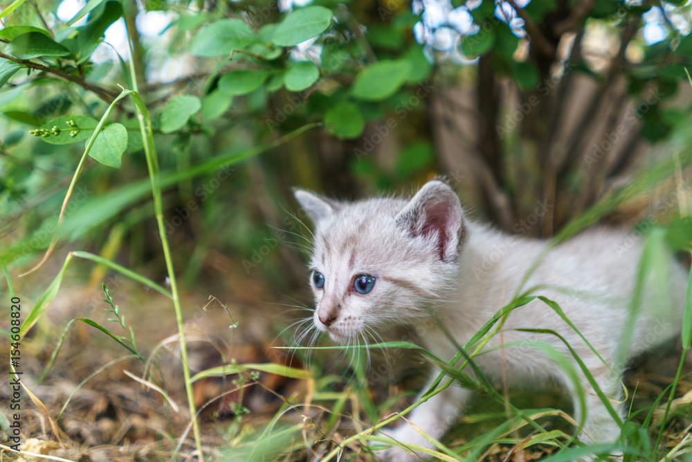 Portrait of baby cats in the nature after few weeks Portrait of baby cats in the nature after few weeks