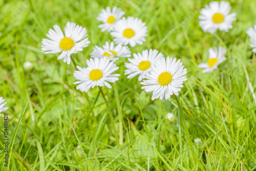 Field of daisy blossoms in a green meadow