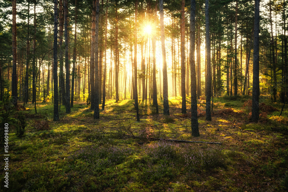 Obraz premium Sun beams shines in pine forest just after sunrise