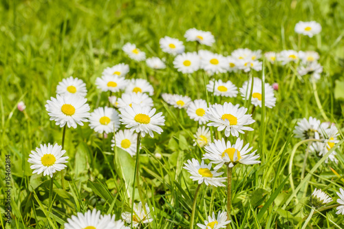Fototapeta Naklejka Na Ścianę i Meble -  Field of daisy blossoms in a green meadow
