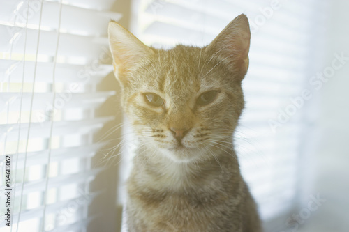 Fototapeta Naklejka Na Ścianę i Meble -  Beautiful friendly domestic cat, pet  